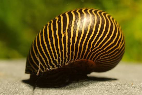 Nerite Zebra