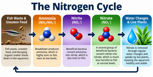 Nitrogen Cycle