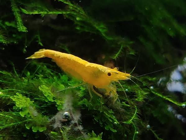 24k Yellow