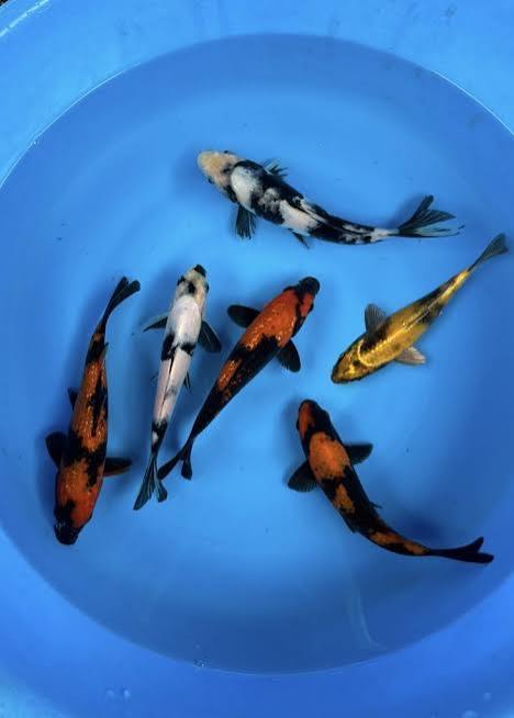 Koi 4-5"