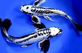 Koi Butterfly 6-7"