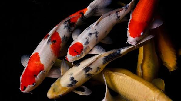 Koi 8-10"