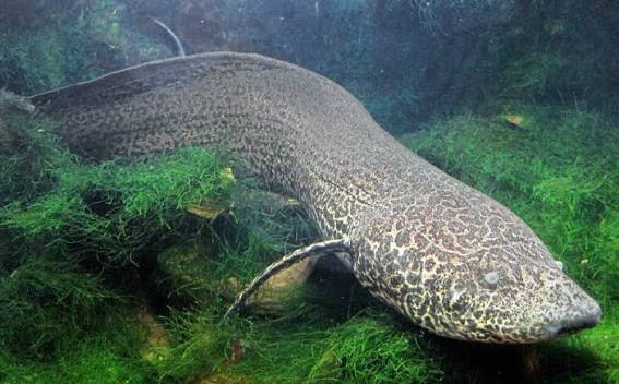 African Lungfish