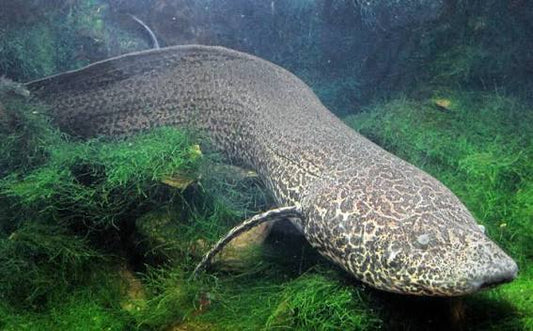 African Lungfish