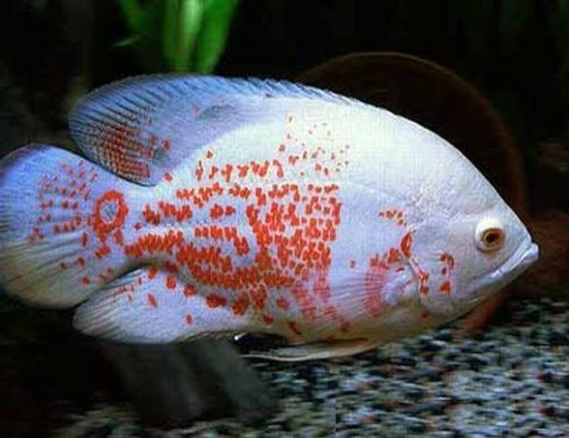 Oscar Albino Tiger