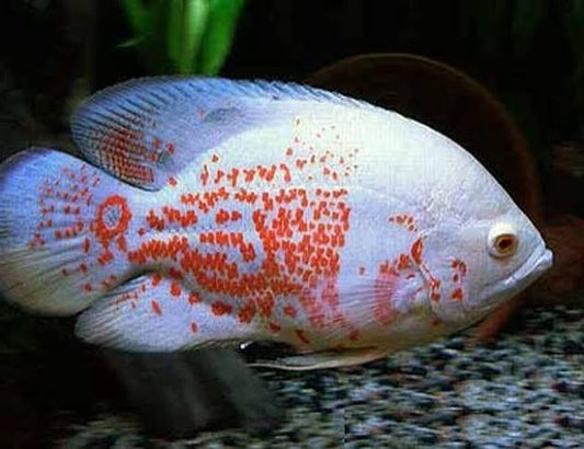 Oscar Albino Tiger