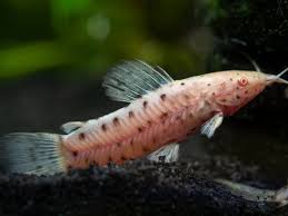 Catfish Porthole