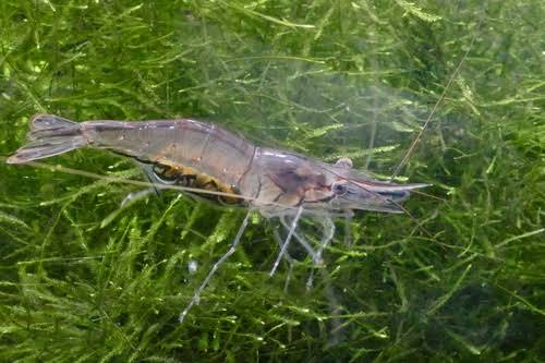 Amazon River Prawn