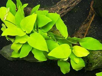 Anubias Bar. Gold