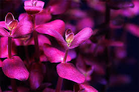 Bacopa Purple