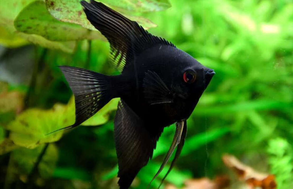 Black Angelfish
