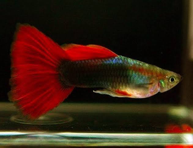 Guppy Blonde Red Tux M
