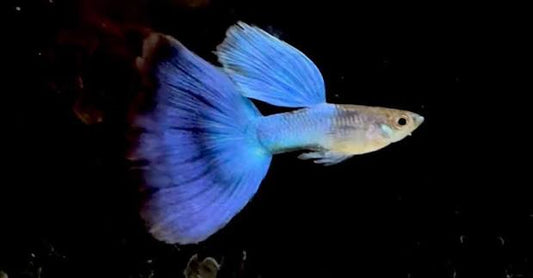 Guppy Blue Delta Tail M