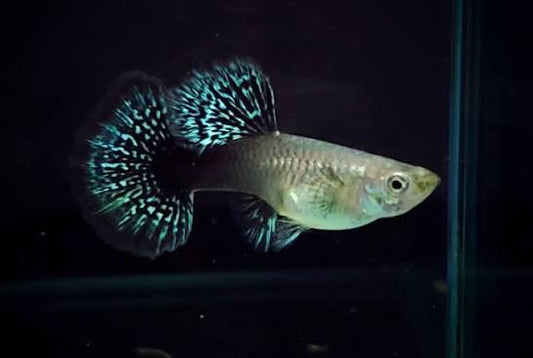 Guppy Blue Green Dragon F