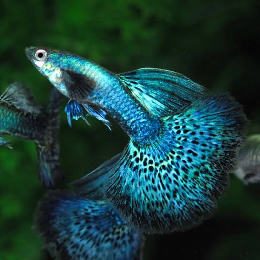 Guppy Blue Green Dragon M