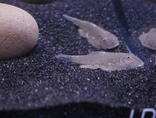 Loach Hillstream Blue