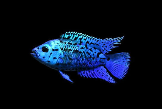 Blue Jack Dempsey