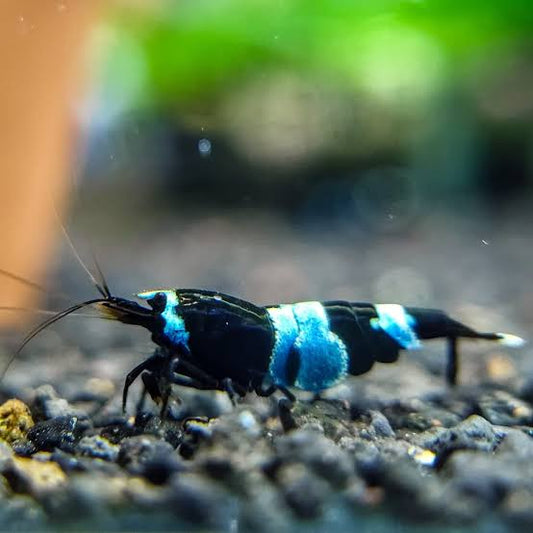 Blue Panda