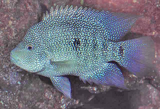 Texas Blue Cichlid