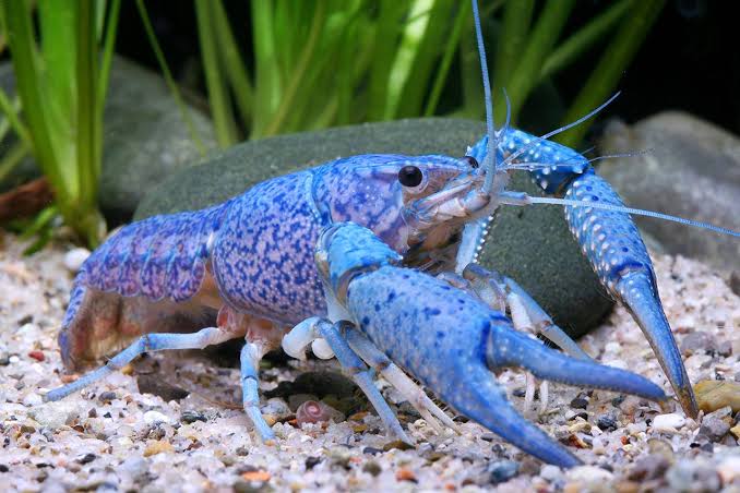 Blue Crawdad