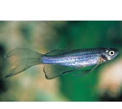 Blue Longfin Danio