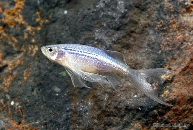 Danio Blue Longfin