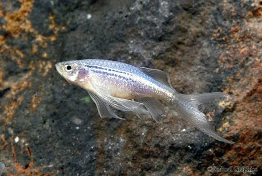 Danio Blue Longfin
