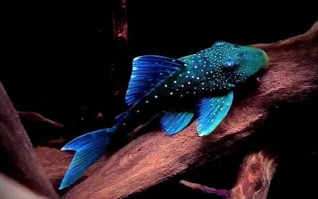 Blue Phantom Pleco 6"