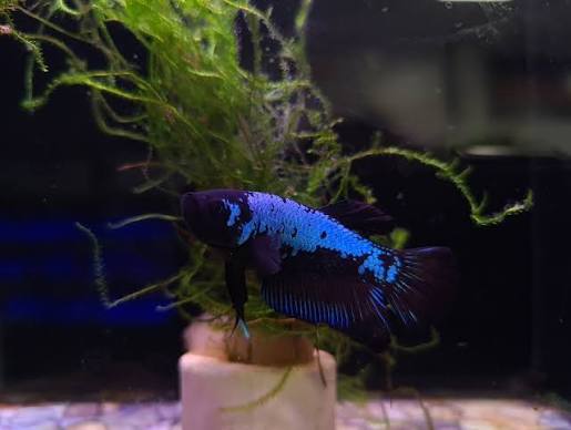 Betta Female Blue Samurai Plakat