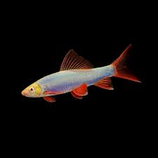 Blue Glow Shark