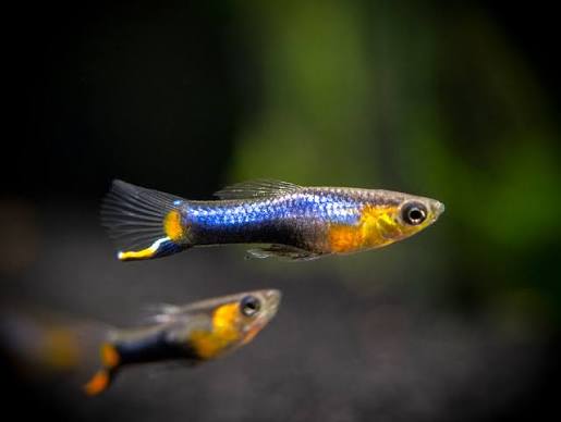 Endler Blue Star M