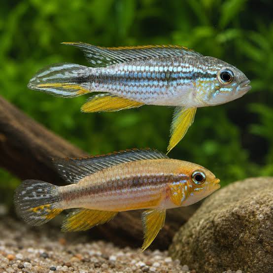 Apisto  Agassizi Blue Tefe