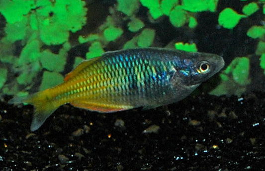 Orange Boesemani Rainbowfish