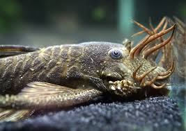 Bristlenose Pleco