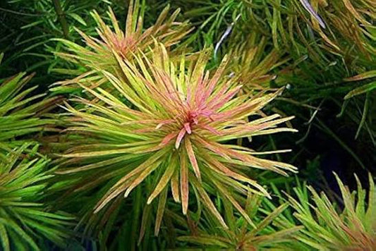 Ludwigia Cuban