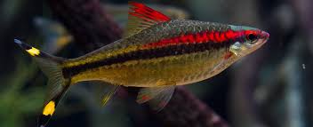 Denison Barb