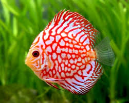 Mixed Discus 2"