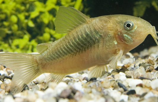 Emerald Cory