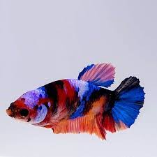 Betta Female Koi