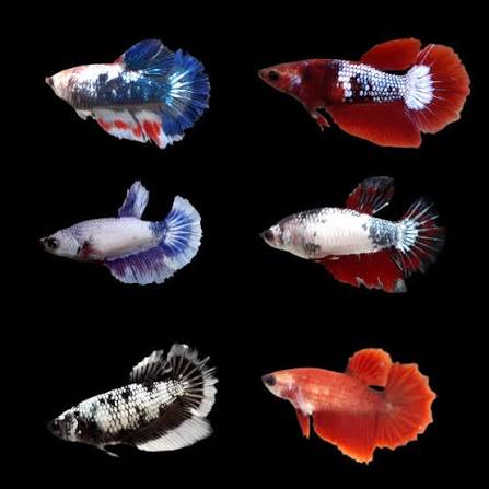 Betta Female Standard