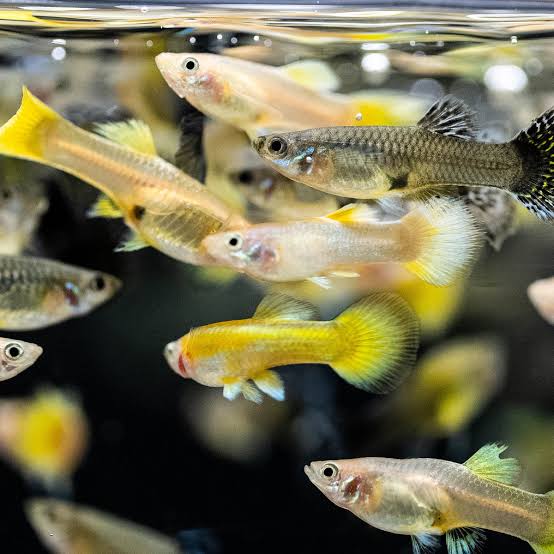 Guppy Fancy F
