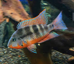 Firemouth Cichlid
