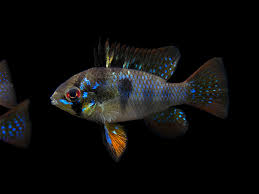 German Black Ram