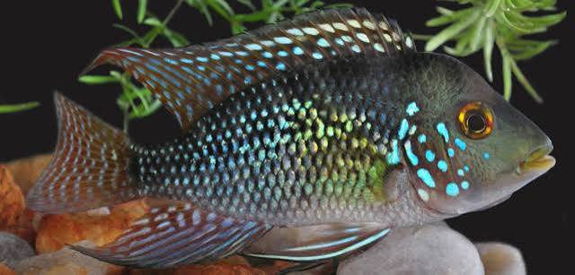 Geo Brasiliensis