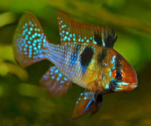 Ram Blue German
