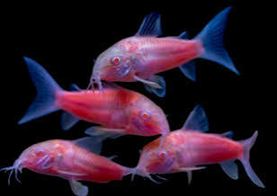 Glofish Cory