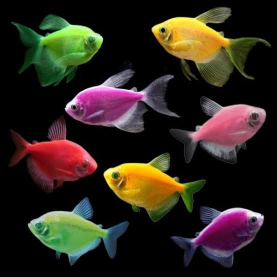 Glofish Tetra