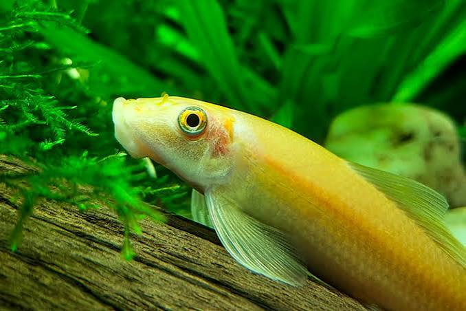 Chinese Algae Eater Gold