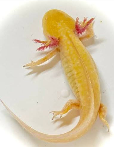 5" Gold Albino