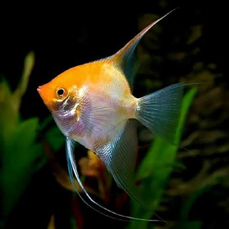 Angel Gold
